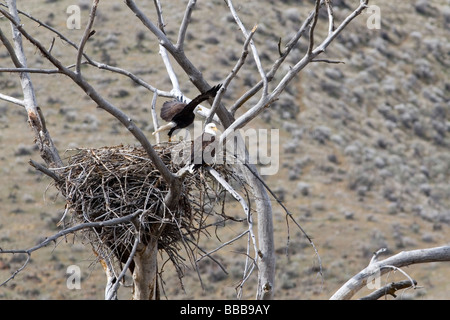 Aquile calve nidificazione lungo il fiume Payette vicino a ferro di cavallo piegare Idaho USA Foto Stock