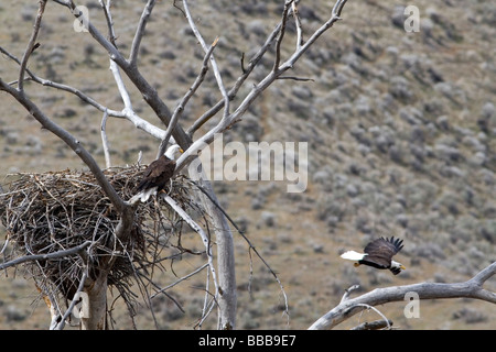 Aquile calve nidificazione lungo il fiume Payette vicino a ferro di cavallo piegare Idaho USA Foto Stock