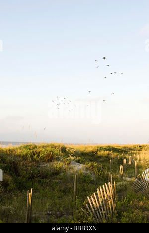 Dune di spiaggia e l'oceano Foto Stock