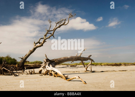 Driftwood sulla spiaggia Foto Stock