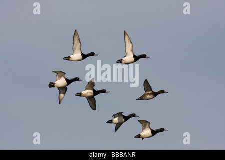 Gruppo piccolo gregge di Moretta Aythya fuligula battenti contro il cielo blu, Gloucestershire, UK. Foto Stock