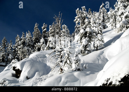 Snow intonacata su alberi vicino Wolf Creek Pass Archuleta County Colorado USA Foto Stock