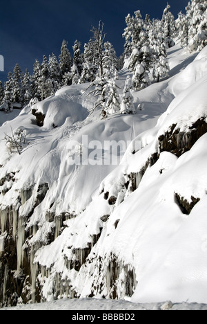 Snow intonacata su alberi vicino Wolf Creek Pass Archuleta County Colorado USA Foto Stock