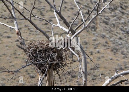 Aquila calva nidificazione lungo il fiume Payette vicino a ferro di cavallo piegare Idaho USA Foto Stock