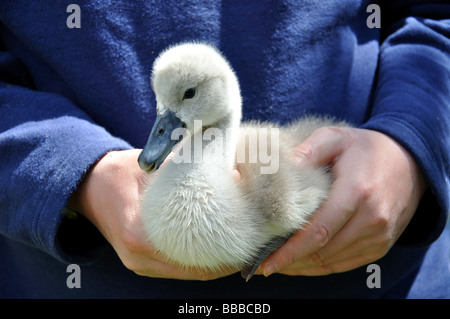 Swan cygnet, Swan santuario, Windsor, Berkshire, Inghilterra, Regno Unito Foto Stock