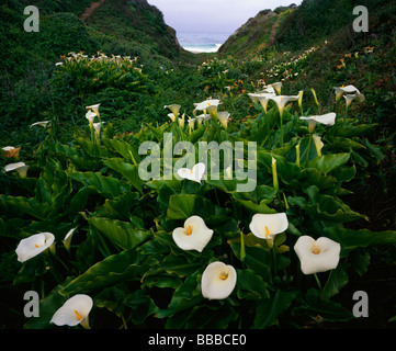 Garrapata State Park CA Calla lilies in fiore nel Doud Creek a drenaggio Garrapata Beach Foto Stock