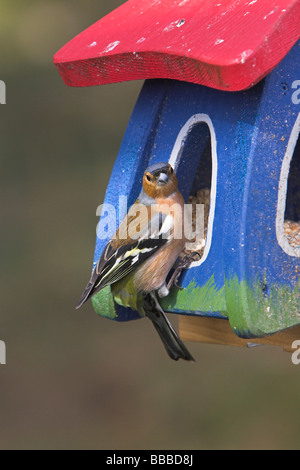 Fringuello Fringilla coelebs maschio appollaiato sulla casa di alimentazione a Cairngorm café, altopiani, Scozia in aprile. Foto Stock