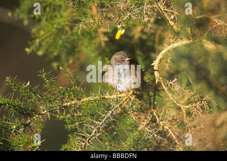 Dunnock Prunella modularis appollaiato in gorse bush in mattina presto la luce in corrispondenza di Newborough Warren, Anglesey, Galles in gennaio. Foto Stock