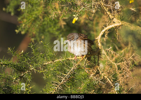 Dunnock Prunella modularis appollaiato in gorse bush in mattina presto la luce in corrispondenza di Newborough Warren, Anglesey, Galles in gennaio. Foto Stock