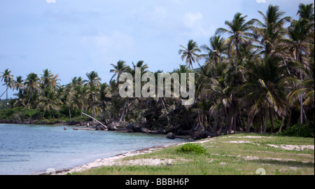 Palme Herbert's Beach Nevis isola dei Caraibi Foto Stock