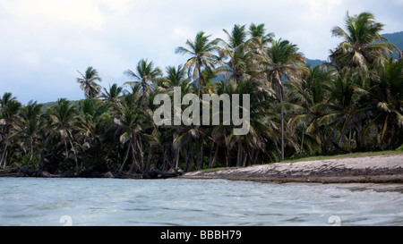 Palme Herbert's Beach Nevis isola dei Caraibi Foto Stock