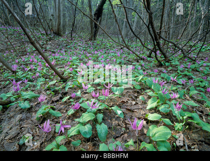 Dogtooth Violet Foto Stock