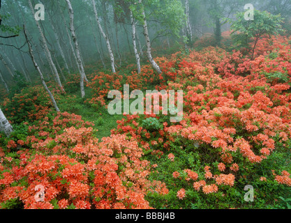 Azalea giapponese e Giapponese di betulla bianco Foto Stock