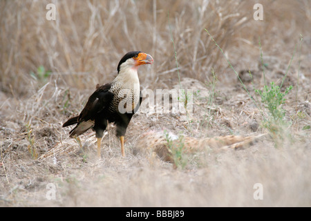 Crested Caracara alimentazione sulle morti Bobcat Foto Stock