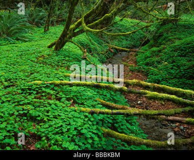 Redwood sorrel tappeti il suolo della foresta e coperte di muschio rami ontano span le banche della verde valle Creek Foto Stock