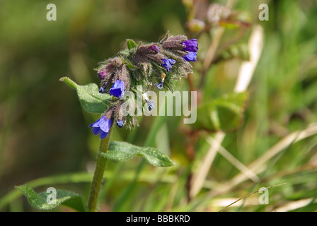 Beinwell Comfrey 01 Foto Stock