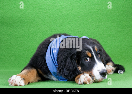 Giovani Bovaro del Bernese indossando uno scialle blu isolato su verde Foto Stock