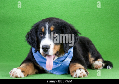 Giovani Bovaro del Bernese indossando uno scialle blu isolato su verde Foto Stock