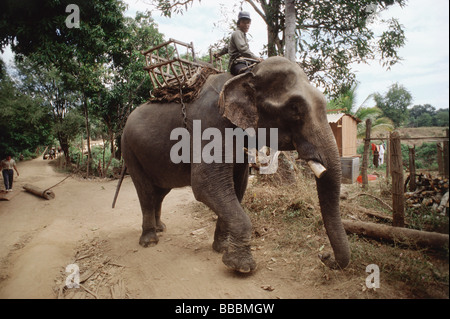 Il Vietnam, Ban Dong, Highlands Centrali, uomo equitazione elefante. Foto Stock