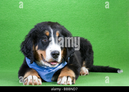 Giovani Bovaro del Bernese indossando uno scialle blu isolato su verde Foto Stock