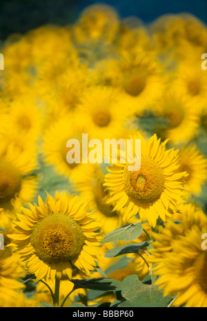 Girasole Foto Stock