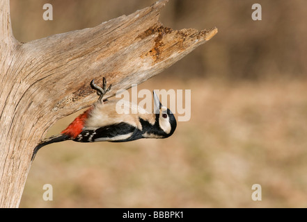 Picchio rosso maggiore (Dendrocopus major), femmina salendo su un tronco di albero Foto Stock