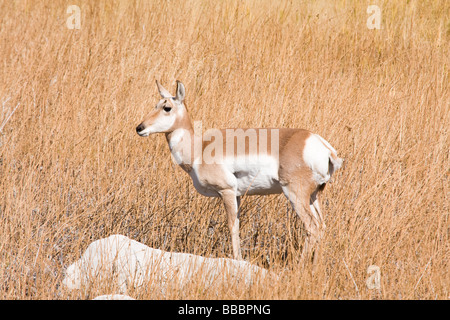 Femmina di antilope Pronghorn nelle praterie presso il Parco Nazionale di Yellowstone Foto Stock