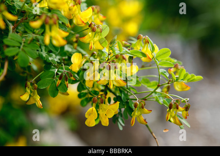 Scorpion senna (Coronilla emerus) Foto Stock