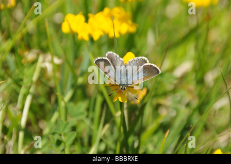 Silver-Studded femmina Blue Butterfly Foto Stock