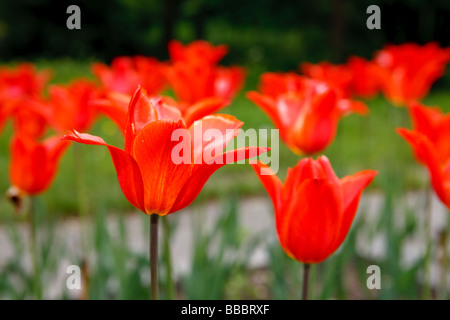 "Typhoon" (giglio fiorito Tulip) Foto Stock