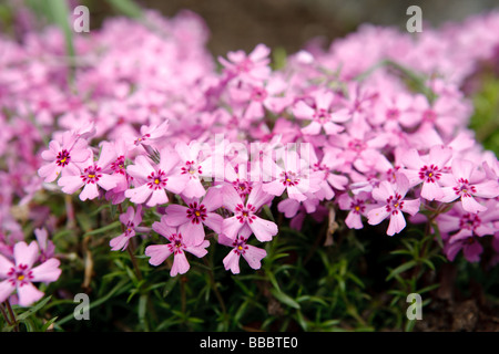 Moss Phlox (Phlox subulata) Foto Stock