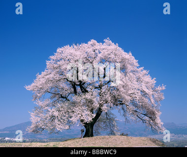 Fiori di ciliegio e blu cielo Foto Stock