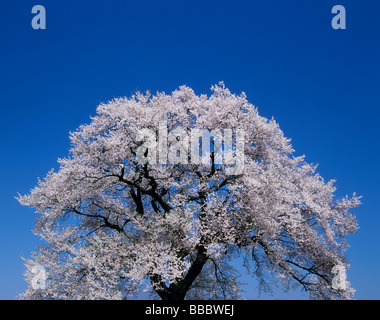 Fiori di ciliegio e blu cielo Foto Stock