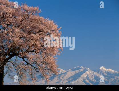 Fiori di Ciliegio e montagna Foto Stock