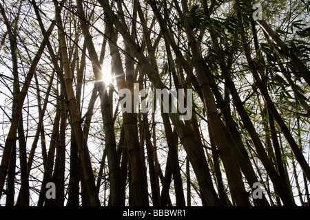 Alberi di bamboo con piccioli e la luce del sole attraverso la rottura Foto Stock