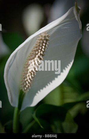 Spathiphyllum cochlearispathum altrimenti noto come Spath o pace gigli che crescono su Hong Kong. Foto Stock