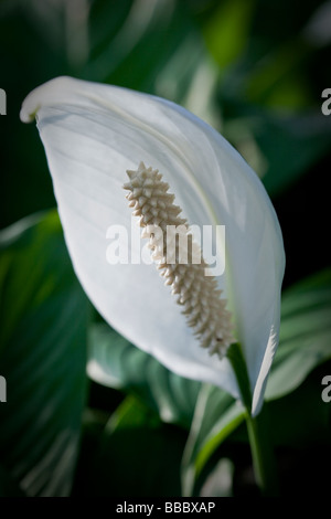 Spathiphyllum cochlearispathum altrimenti noto come Spath o pace gigli che crescono su Hong Kong. Foto Stock