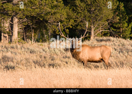 Maschio di alci pascolare nei prati presso il Parco Nazionale di Yellowstone Foto Stock