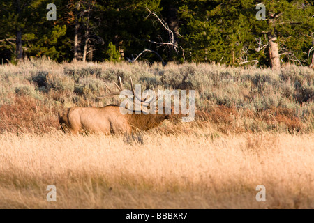 Alce maschio chiamando fuori mentre pascolano nei prati presso il Parco Nazionale di Yellowstone Foto Stock