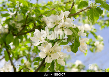 white apple blossom Foto Stock