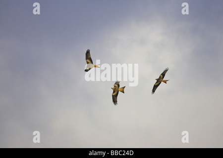 Tre rossi Kites Milvus milvus svettanti contro il cielo nuvoloso a Gigrin Farm, il Galles in gennaio. Foto Stock