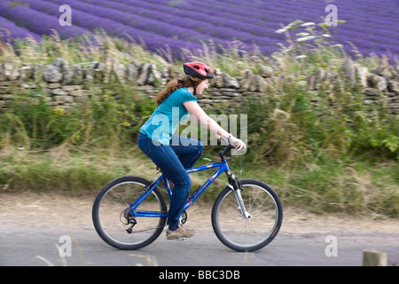 Una giovane donna in bicicletta vicino a campi di lavanda in Cotswolds, Gloucestershire, Regno Unito Foto Stock