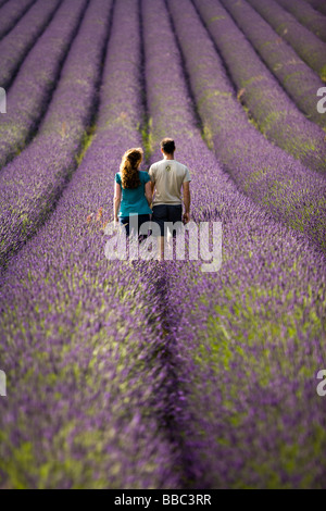 Una giovane coppia a piedi nei campi di lavanda in fiore a Snowshill lavanda, il Costwolds, Gloucestershire, Regno Unito Foto Stock