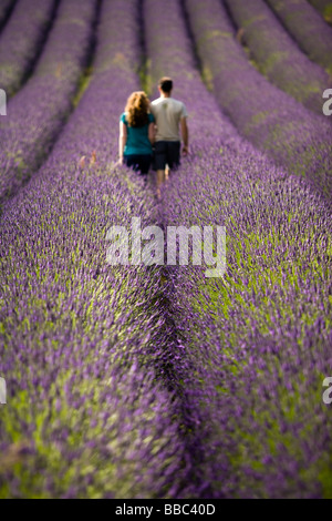 Una giovane coppia a piedi nei campi di lavanda in fiore a Snowshill lavanda, il Costwolds, Gloucestershire, Regno Unito Foto Stock