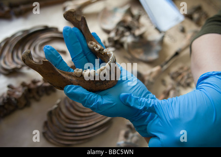 Archeologo forense esaminando un teschio umano alla camera mortuaria facility di ICMP commissione di persone scomparse dalla guerra in Bosnia in Tuzla, Bosnia Foto Stock