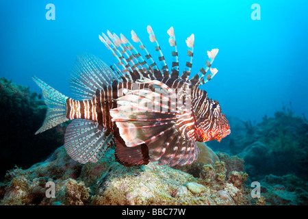 Pesce leone su Mikanda Reef, Zanzibar Foto Stock