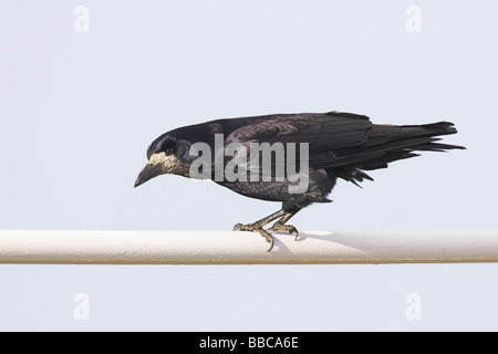 Rook Corvus frugilegus appollaiato sulla ringhiera a Aberystwyth Harbour, il Galles in gennaio. Foto Stock