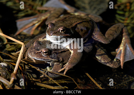 Erba rane marrone coniugata Rana temporaria Foto Stock