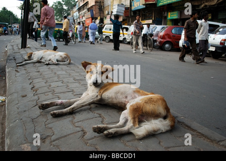 Cane sulla strada della città di New Delhi, India Foto Stock