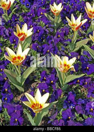 Tulipani Tulipia corona in una formale letto floreale Foto Stock